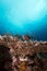 Lionfish over a table coral in the Red Sea.