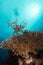 Lionfish over a table coral in the Red Sea.