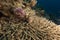 Lionfish over a table coral in the Red Sea.