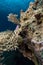 Lionfish over a table coral in the Red Sea.