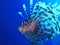 Lionfish profile