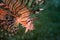 Lionfish profile