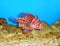 Lionfish (Pterois) close up