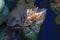 Lionfish Pterois volitans swimming in aquarium tank against coral reefs background