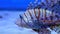 Lionfish in the sea or aquarium.