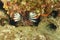 Lionfish among sea urchins in sea by Crete