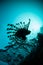 Lionfish Silhouette