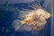 Lionfish swim in aquarium glass tank