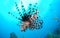 Lionfish swimming in blue sea