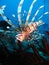 Lionfish swimming into feather star; Great Barrier