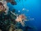 Lionfish swimming in front of coral reef