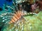 Lionfish swimming over coral; Great Barrier Reef,