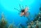 Lionfish swimming in sea