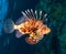 Lionfish swims around the reef