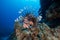 A Lionfish swims over colorful coral