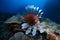 A Lionfish swims over colorful coral