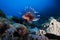 A Lionfish swims over colorful coral