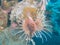 A lionfish swims upside down on the wreck of the liberty in bali