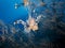 Lionfish among the thickets of corals in the Indian ocean