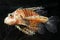 Lionfish zebrafish underwater