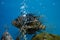 Lionfishes or Turkeyfishes at aquarium