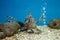 Lionfishes or Turkeyfishes at aquarium