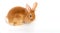 Lionhead bunny rabbit brown isolated on white background