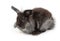 A lionhead bunny rabbit, isolated