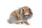 A lionhead bunny rabbit, isolated