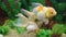 Lionhead Gold fish pair in aquarium