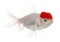 Lionhead goldfish, Carassius auratus