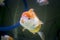 Lionhead Goldfish is swimming on an aquarium