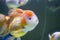 Lionhead Goldfish is swimming on an aquarium
