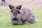 Lionhead rabbit