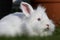 Lionhead white rabbit with blue eyes and a frightened expression lies on the grass
