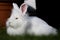 Lionhead white rabbit with blue eyes lying on the grass