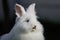 Lionhead white rabbit with blue eyes sticks its tongue out