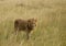 Lions on african savannah in Masai mara