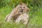 Lions baby /  Savannah of South Africa.