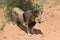 Lions in bushveld, Namibia