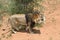 Lions in bushveld, Namibia