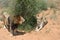 Lions in bushveld, Namibia