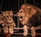 Lions in circus