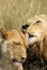 Lions cleaning each other