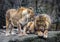 Lions couple 1