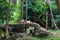 Lions couple lying together. Lion licking lioness. Animals love, feelings background. Tropical Bali island Zoo