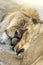 Lions couple male and female sleeping together in national park, nature reserve or zoo