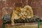 Lions couple tender love in terrible conditions