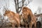 Lions couple in the wild