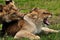 Lions in courtship game